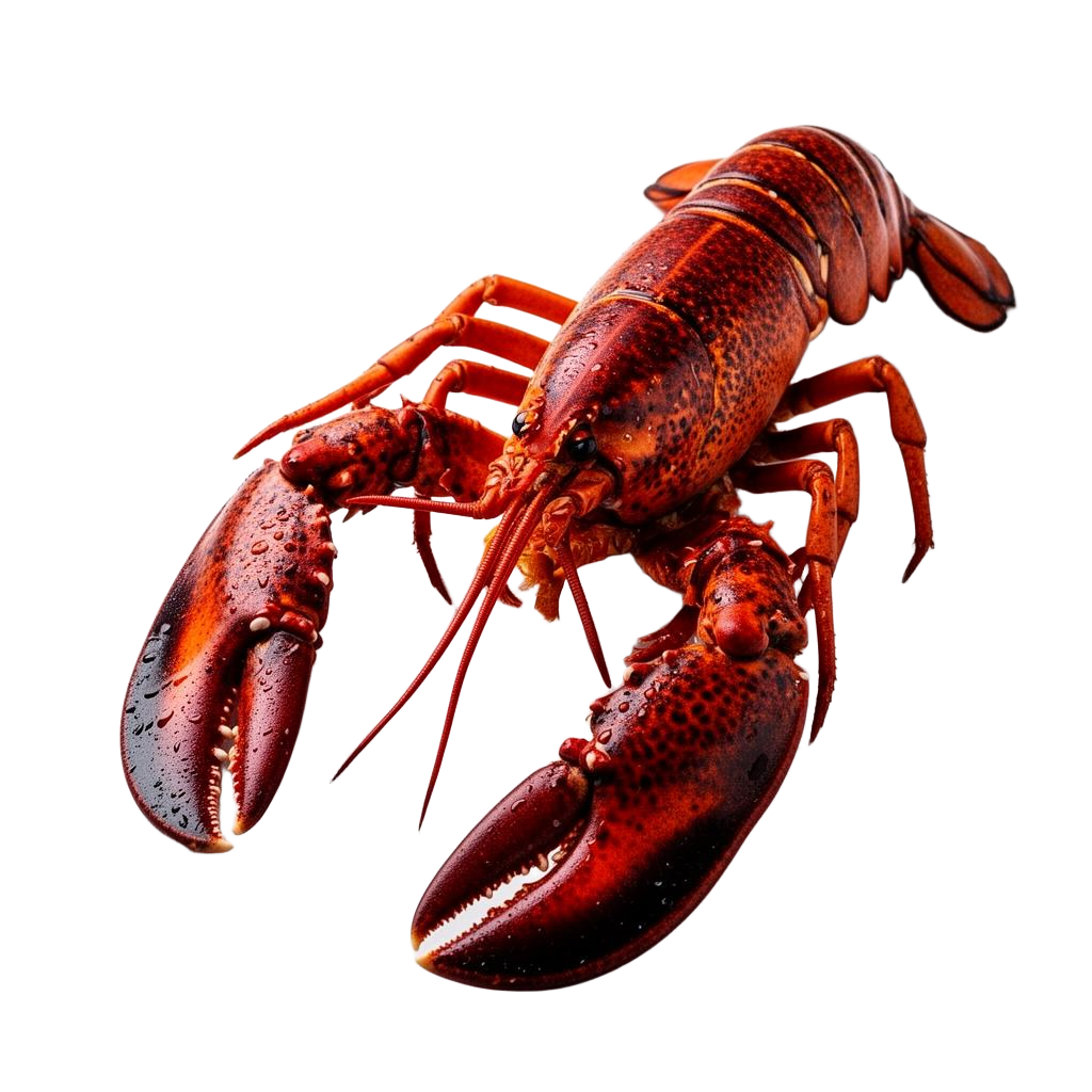 Fresh Atlantic lobster